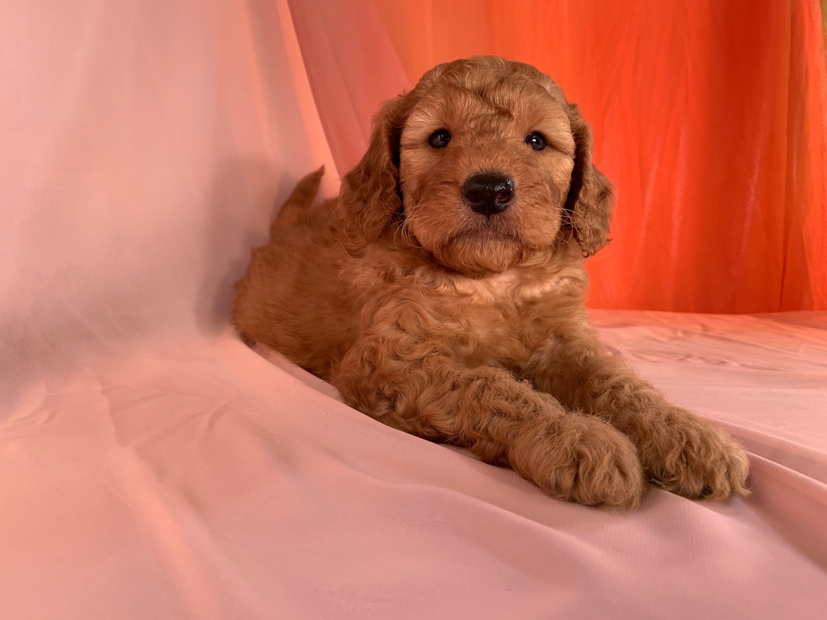 Mini Bernedoodle Litter, Male Puppy Available, DOB 5-9-2021